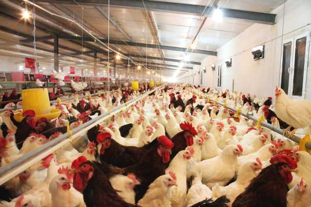 小鳴農(nóng)牧6.jpg 小鳴農(nóng)牧6.jpg